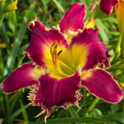 Wolfman's Lover Daylily